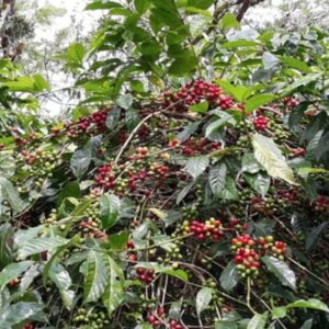COFFEE-【G1】希少JAS認証 インドネシア マンデリン 中深煎り