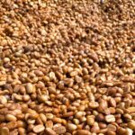 COFFEE-タイ クンラオ アナエロビック レッドハニー 中やや深煎り
