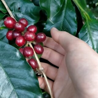 COFFEE-タイ クンラオ アナエロビック レッドハニー 中やや深煎り