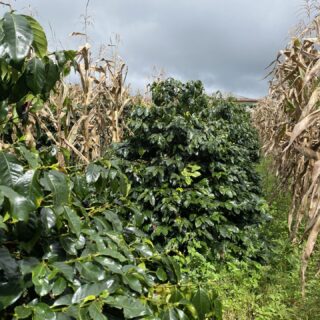 COFFEE-【野鳥が育つ森】のマンデリン  浅煎り