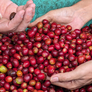 COFFEE-グアテマラ 深煎り 【太陽の農園】100g、200g