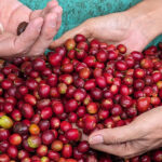 COFFEE-グアテマラ 深煎り 【太陽の農園】100g、200g