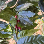 COFFEE-ラオス 『澄空（すみぞら）のコーヒー』【栽培期間中、農薬化学肥料不使用】