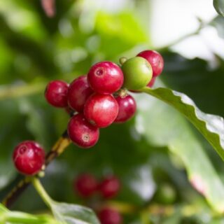 COFFEE-コロンビア【ピンクブルボン】深みにコク ＆ 『果実の華やかさと、やさしい甘さ』