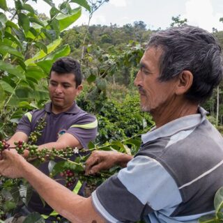COFFEE-JASオーガニック ペルー【ゲイシャ】 中煎り