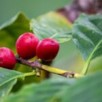 COFFEE-キリマンジャロ ”南十字星(サザンクロス)” 中煎り